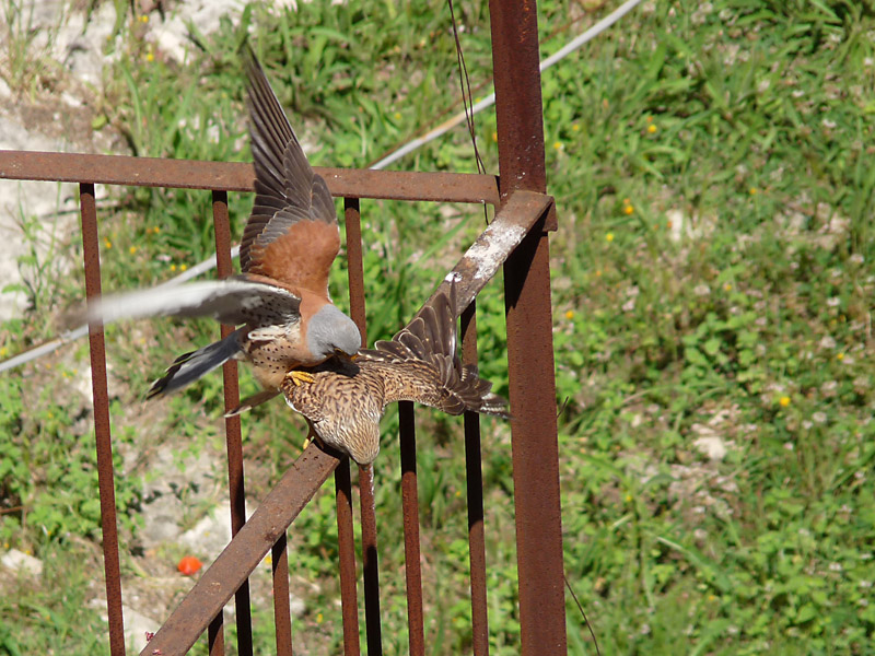 Il Falco Grillaio